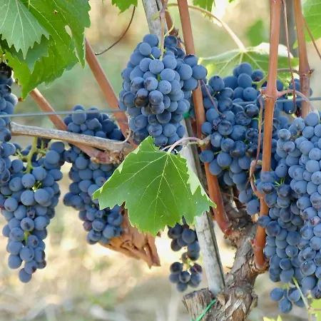 Due Piani * Barberino di Val dʼElsa