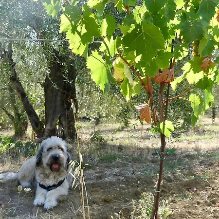 Due Piani Farmház Barberino di Val dʼElsa